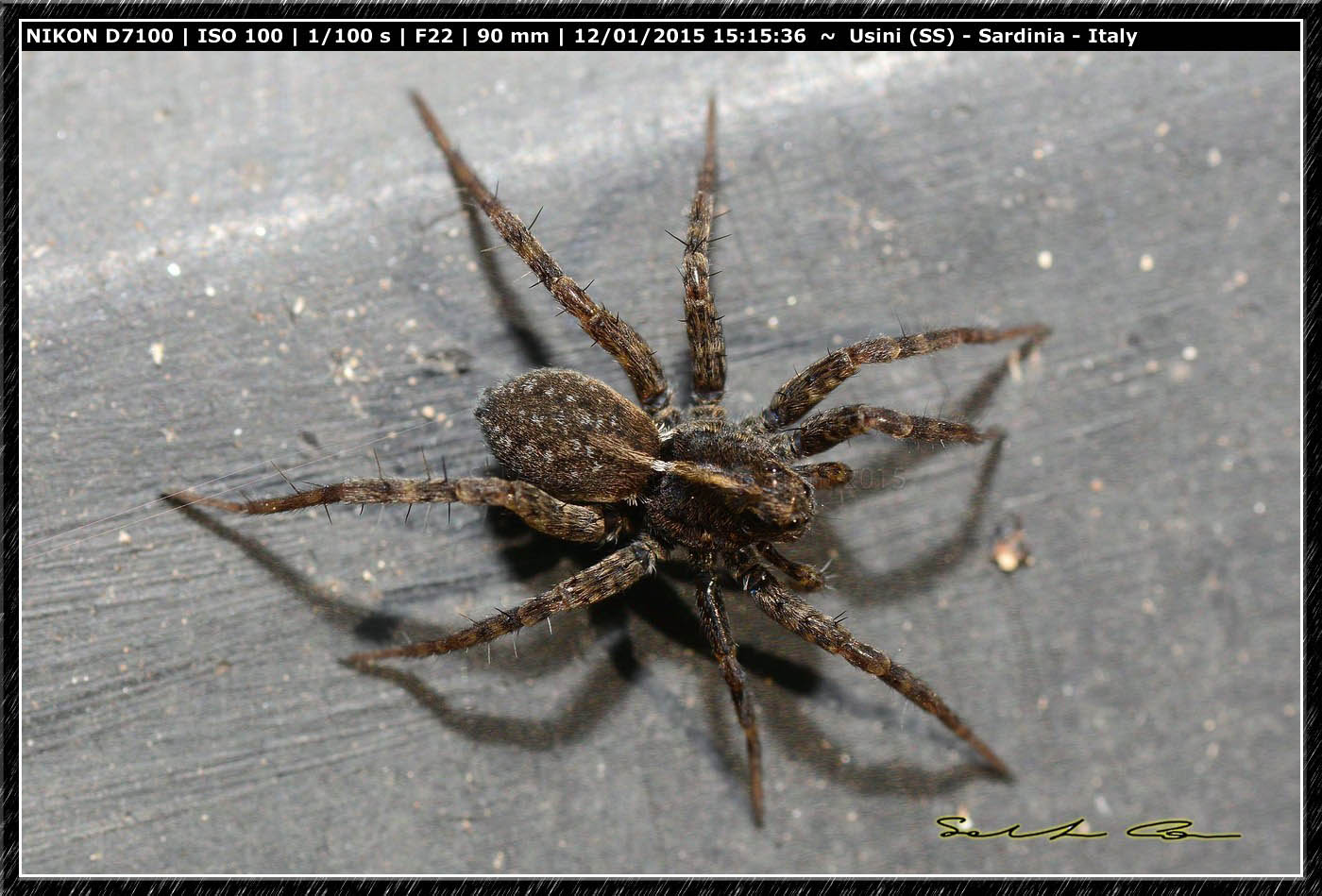 Pardosa sp. - Ittiri (SS)